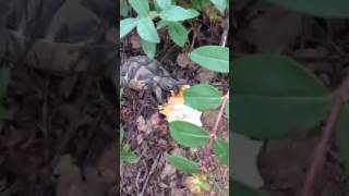 Kaplumbağanın Acılı Dürüm Le Imtihanı