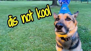 Not Happy with Birthday 😂  | Lotus my GSD gets a Surprise by That Enzo and Lotus 1,151 views 5 months ago 9 minutes, 34 seconds