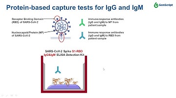 A high throughput test for detecting neutralizing antibodies to SARS-CoV-2