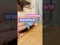 酔っぱらった嫁にカンチョーしてみた#shorts