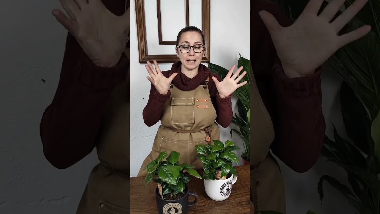 PIANTA DEL CAFFÈ PT. 1 