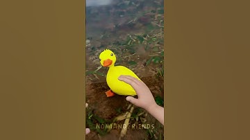 Pet Duck Adam Going for His First Swim🦆🌊 #funny