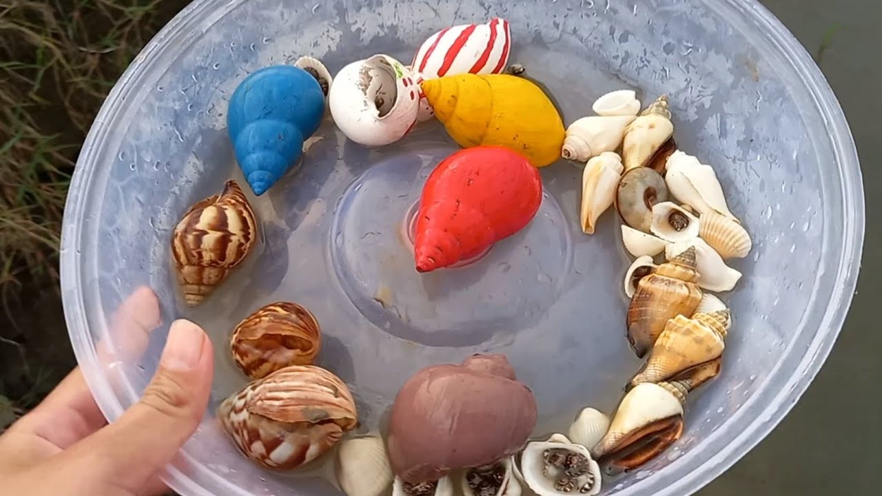 ASIK!!!😱 BERBURU SIPUT KELOMANG WARNA WARNI SIPUT CABE, SIPUT DAUN