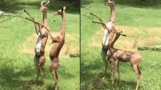 Gerenuk antelopes standing on their legs and helping each other with food goes viral