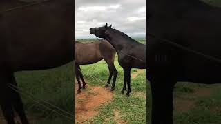 Breeding mount