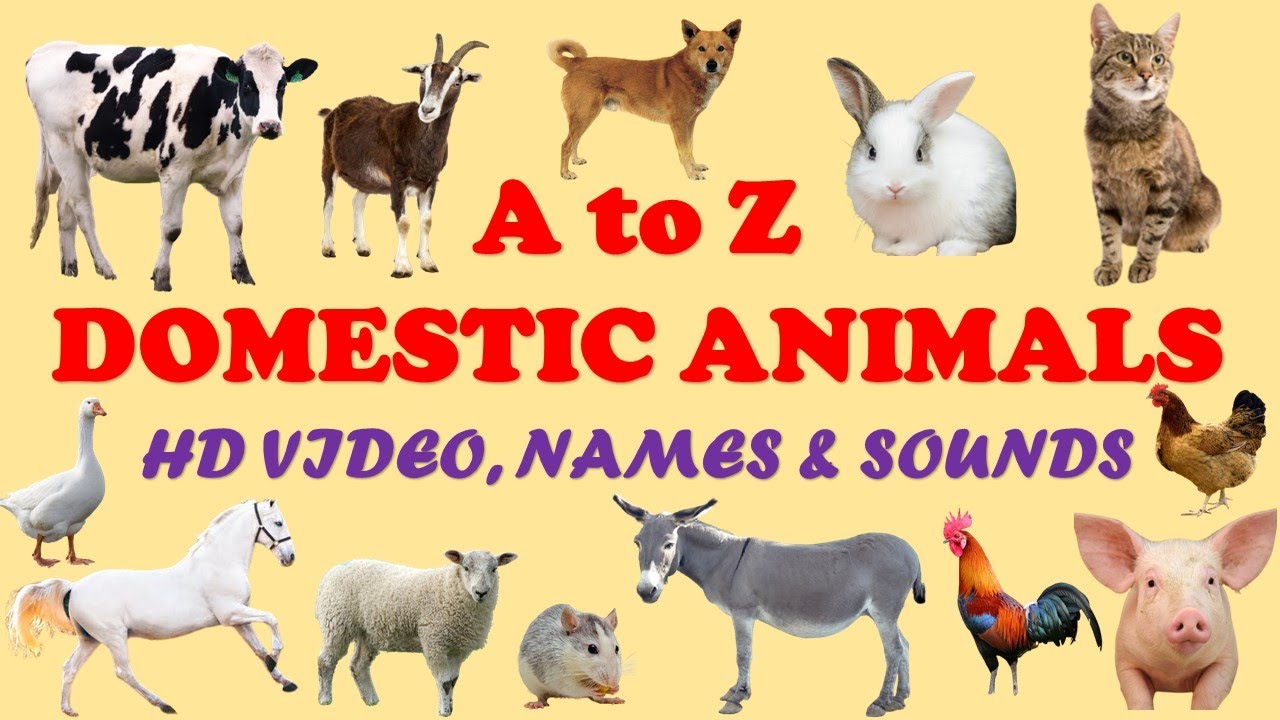 Domestic animals names and sounds Learn A to Z Farm animals Names