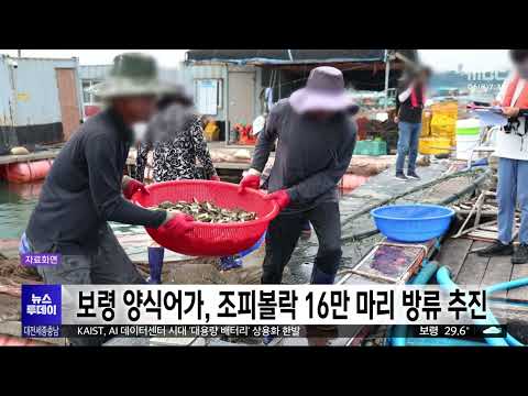 '고수온 경보'에 <strong>보령</strong> 양식어가, 조피볼락 16만 마리 방류/대전MBC