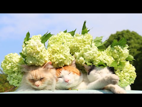 テマリカンボクの花をのせた猫 220605