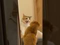 【喧嘩勃発！？】初めて兄弟にシャーした猫www