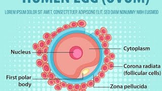 Bams  1 st year , EMBRYOLOGY , 