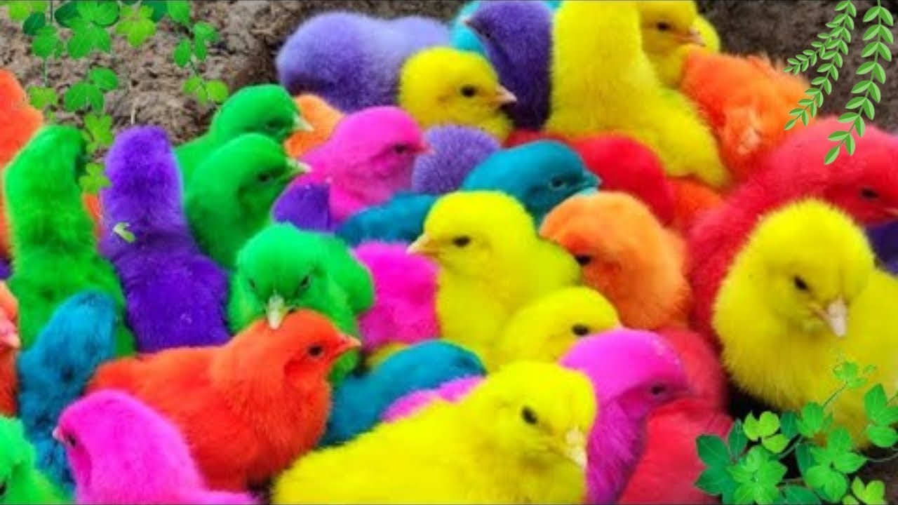 Menangkap ayam lucu, ayam warna warni, ayam rainbow, bebek, angsa, ikan hias