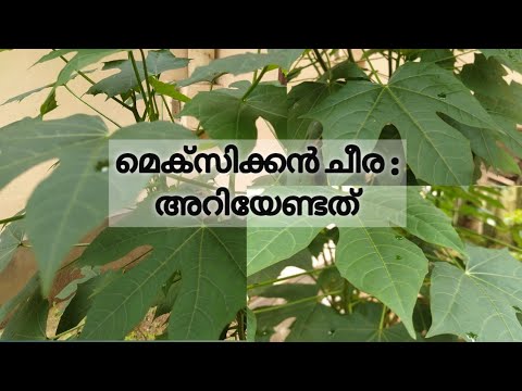 മെക്സിക്കൻ ചീരയുടെ ആരോഗ്യ ഗുണങ്ങൾ//Health benefits of Mexican spinach/Chaya