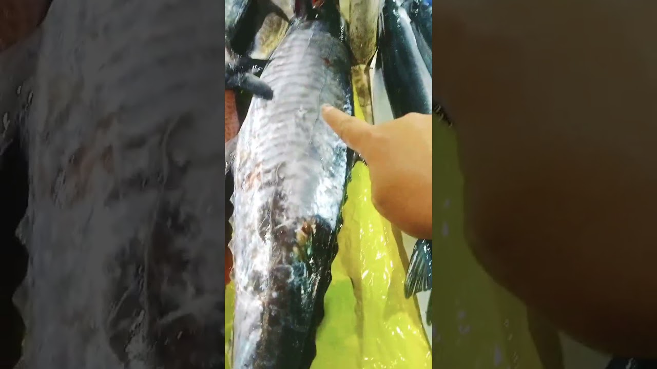Spanish Makarel Fish!!