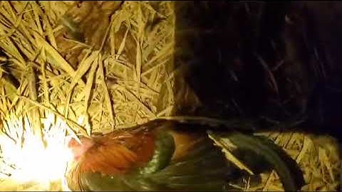 Tsom qaib qus hmo ntuj coob kawg nawb 21.03.2025