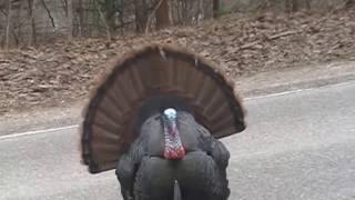 TOM TURKEY BITES AT TIRES BLOCKS TRAFFIC