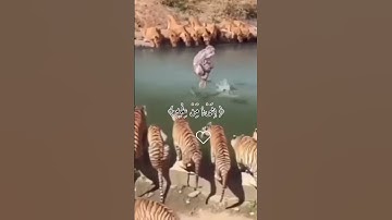 آية الكرسي سورة البقرة تلاوة خاشعة ومؤثرة للشيخ عبد الرحمن مسعد القارئ عبد الرحمن مسعد قران كريم