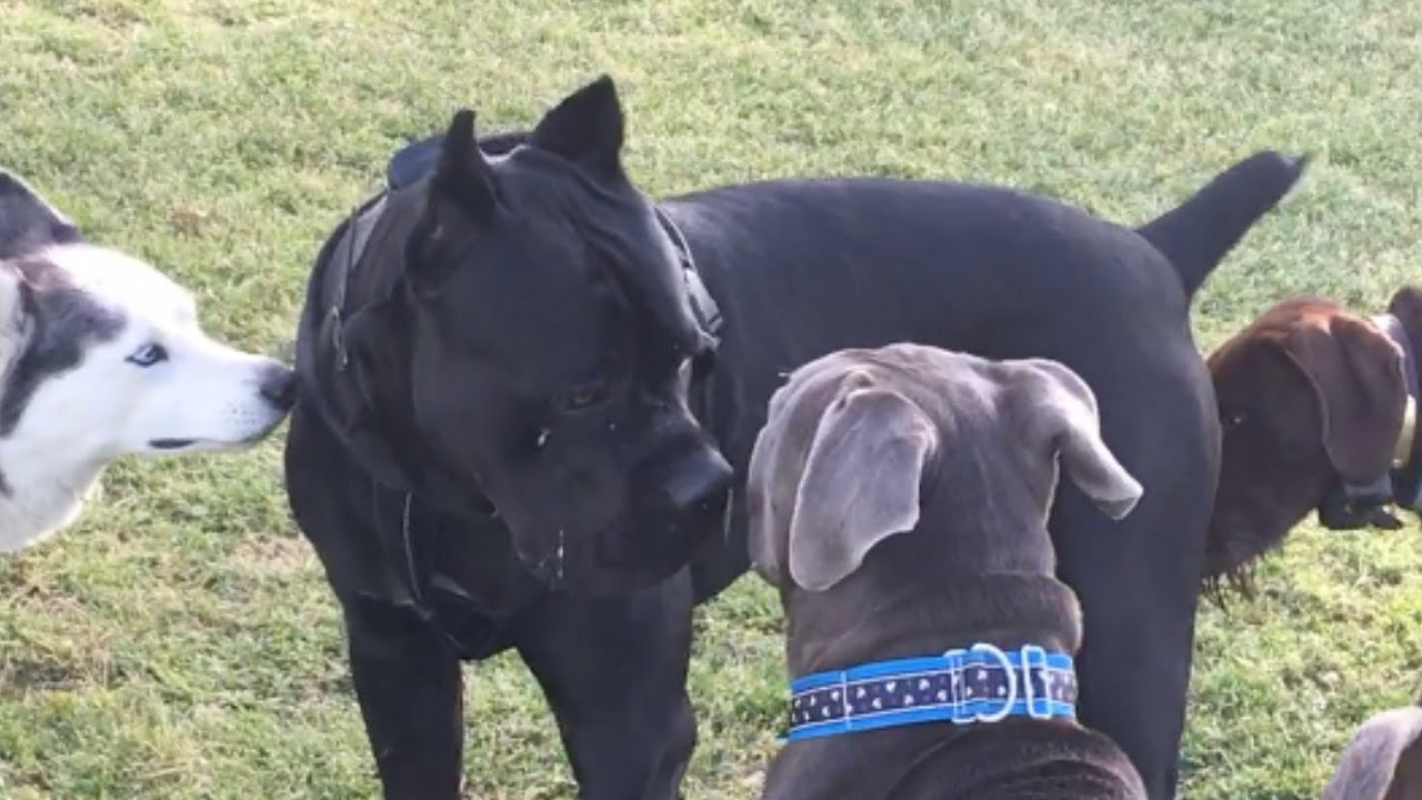 cane corso and other dogs