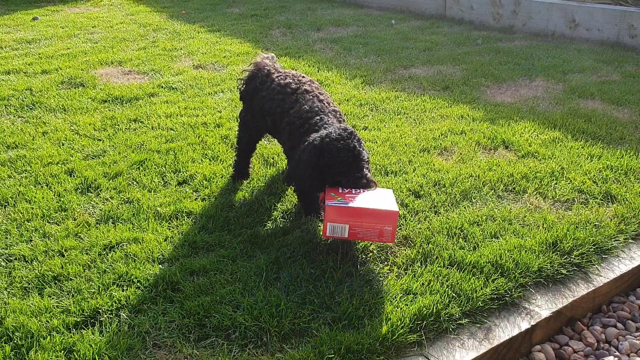 My dog Pixie - testing - YouTube