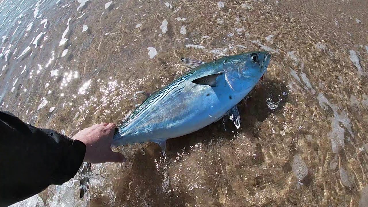 fishing sandy hook NJ, OCTOBER FALSE ALBACORE ON GULP!? LIL' TUNERRR