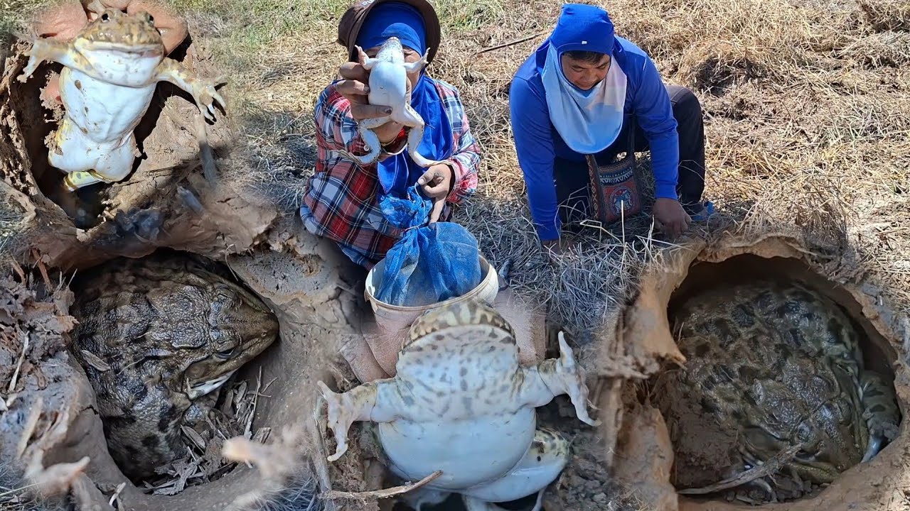 ป้าดๆหากบคลิปแรกของปี69หมานกบใหญ่กบยักษ์เขียดตัวงามๆใช้เวลาแป๊บเดียวแต่หมานแบบรัวๆหมานสุดๆจ้า