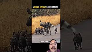 ANIMAL HYENA VS LION BABU FIGHT II #shortsfeed#trending #lion #animals #dog #viral