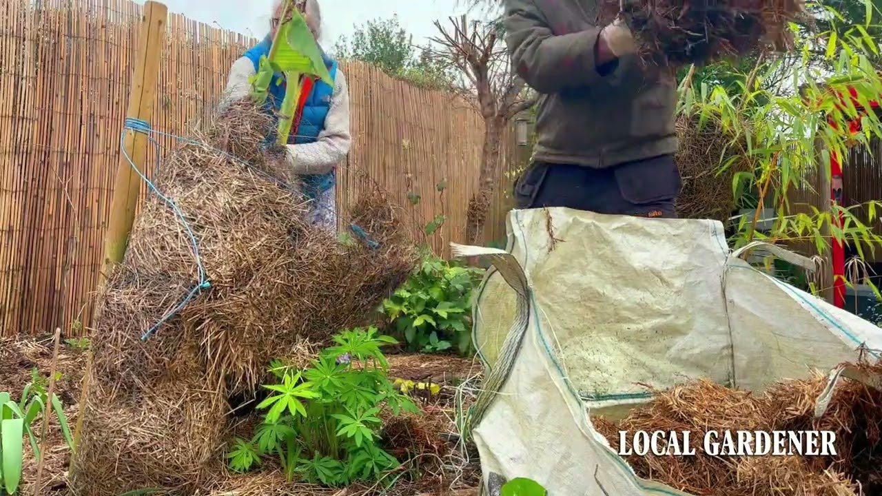 unwrapping our musa basjoo bananas after the winter