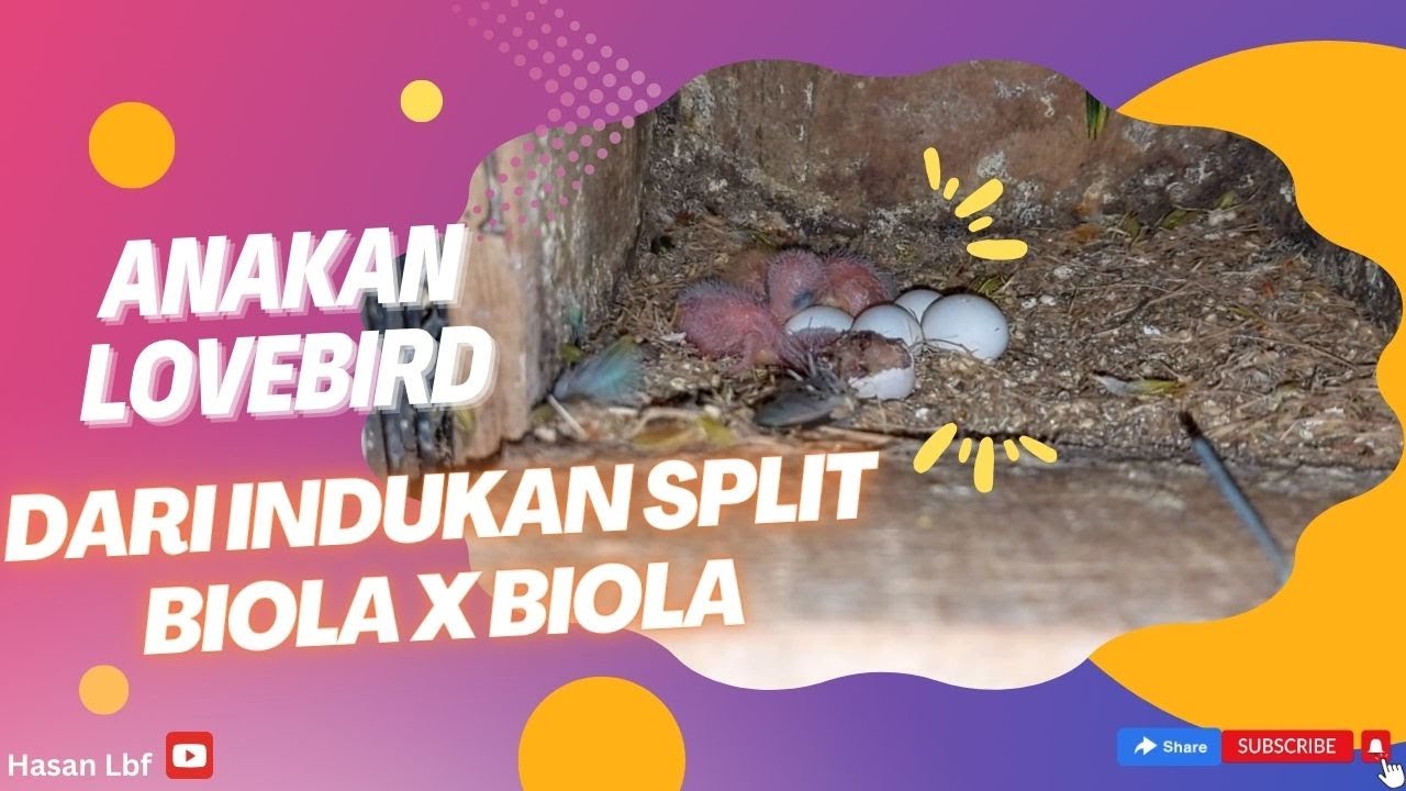 Anakan lovebird banyak lagi dari indukan split biola x biola