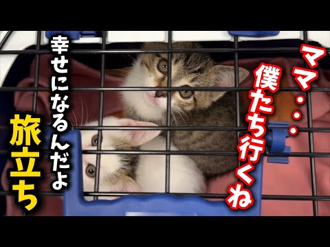 ママ猫の事が大好きな子猫兄弟が旅立ちました