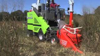 Researchers look at planting switchgrass for biofuel