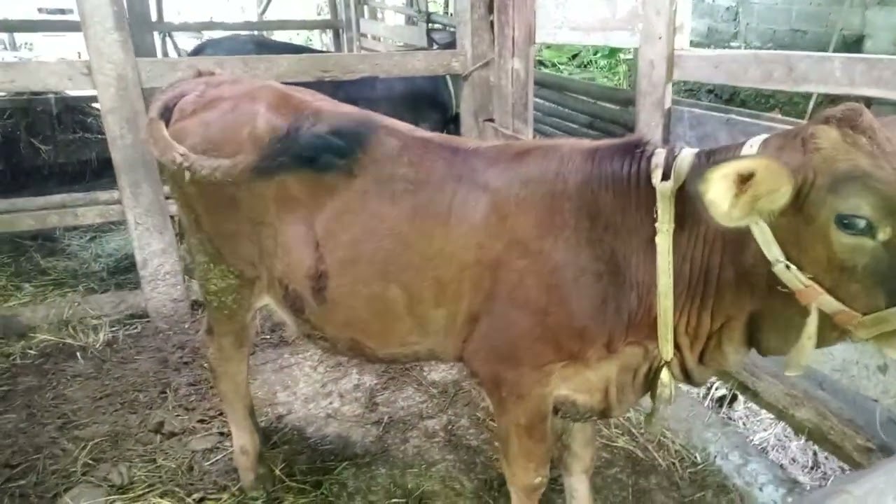 Pedetan super milik Bapak dalimin