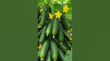 Grow Your Own Cucumber Tree – Rare and Exotic Plant Care Tips