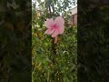 #love #beautiful #nature #blossom #youtubeshorts