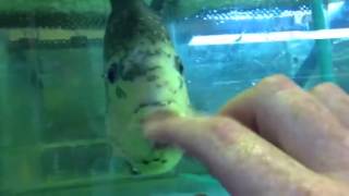Aggressive red devil cichlid attacking finger