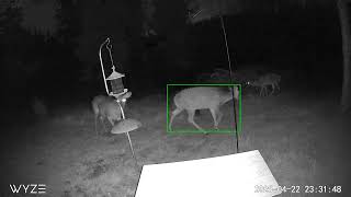 Deer at Night