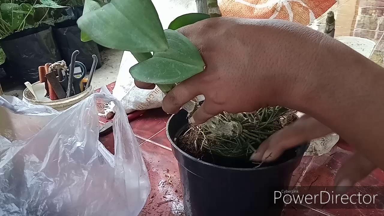 REPOTING ANGGREK HYBRID