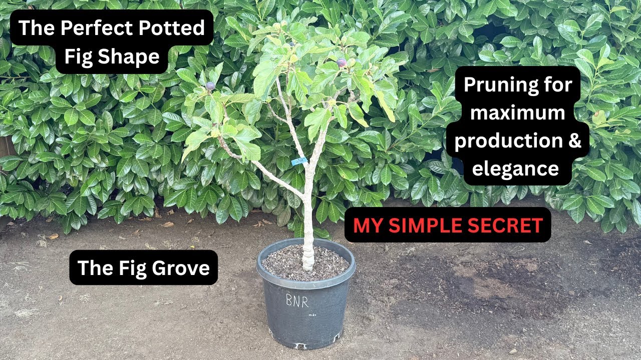Pruning fig trees for MAXIMUM PRODUCTION and TRUE ELEGANCE ♥️ - YouTube