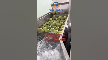 Máy rửa Bưởi, Sầu riêng, Thanh long, Nho, Cam... trái cây xuất khẩu - Máy rửa rau củ quả sục ozone