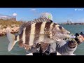 Massive Sheepshead - Mangroves All Day@Freeport Surfside Jetty.