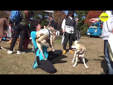 保護犬たちの “同窓会”　広島･神石高原町で “里帰り” イベント 「幸せに過ごしてくれている」