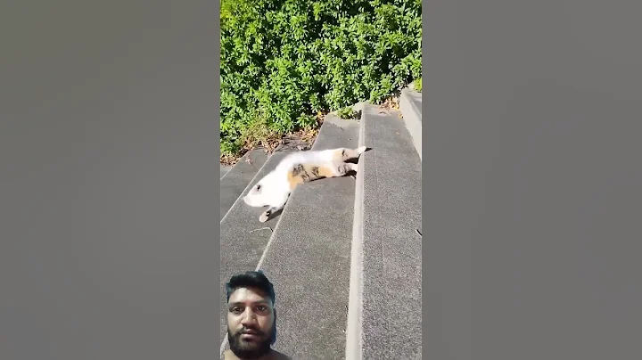 Video 7601261: funnycats pets catlover cats, catlover gatos pets funnycats, pets funnycats catlover cute, cats pets catlover funny