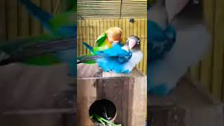 Download Lagu Love birds meeting #youtubeshorts #shorts #budgiesparrots MP3 Download Lagu Love birds meeting #youtubeshorts #shorts #budgiesparrots MP3