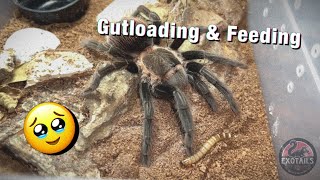 Gutloading my worms and dubias + TARANTULA FEEDING