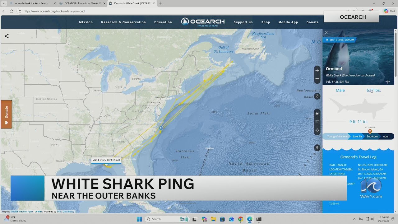 White shark pinks off coast of OBX