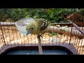 Suara Sirpu Jantan Gacor Terapi Pancingan Ampuh Atasi Burung Sirtu Cipo Bisu Macet Bunyi Kicau Mp3 - Mp4 Download