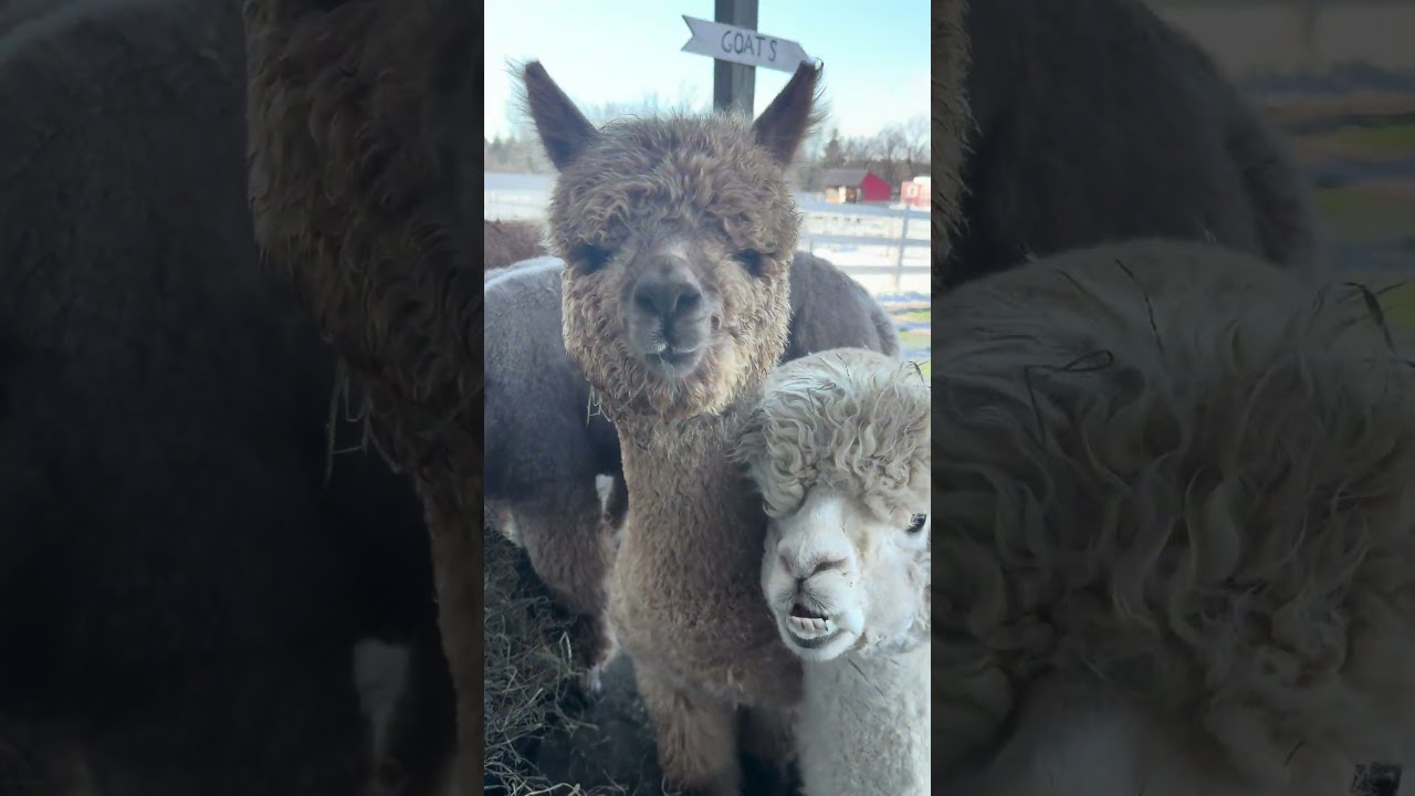 A peaceful moment at the end of a long day💙🦙 