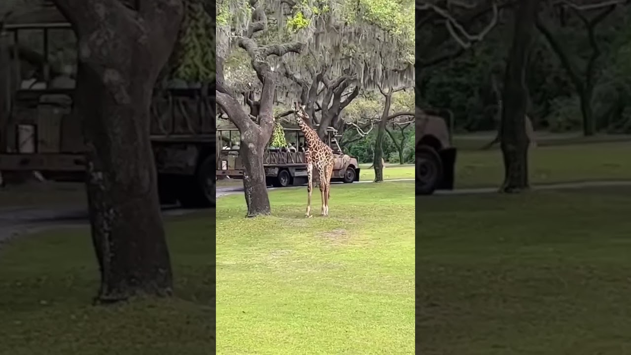 I GOT TO SEE MY FAVORITE ANIMAL TODAY AT ANIMAL KINGDOM! 