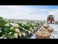 Industrial White Strawberry Cultivation Process from Seedling to Harvest