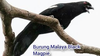 Kicau Takar kambing| Murai Hitam Malaya《Malaya black Magpie》