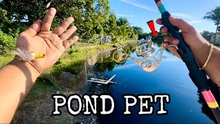 Download Lagu Aku Menemukan Tempat Memancing Hewan Peliharaan di Kolam yang Terbaik... MP3