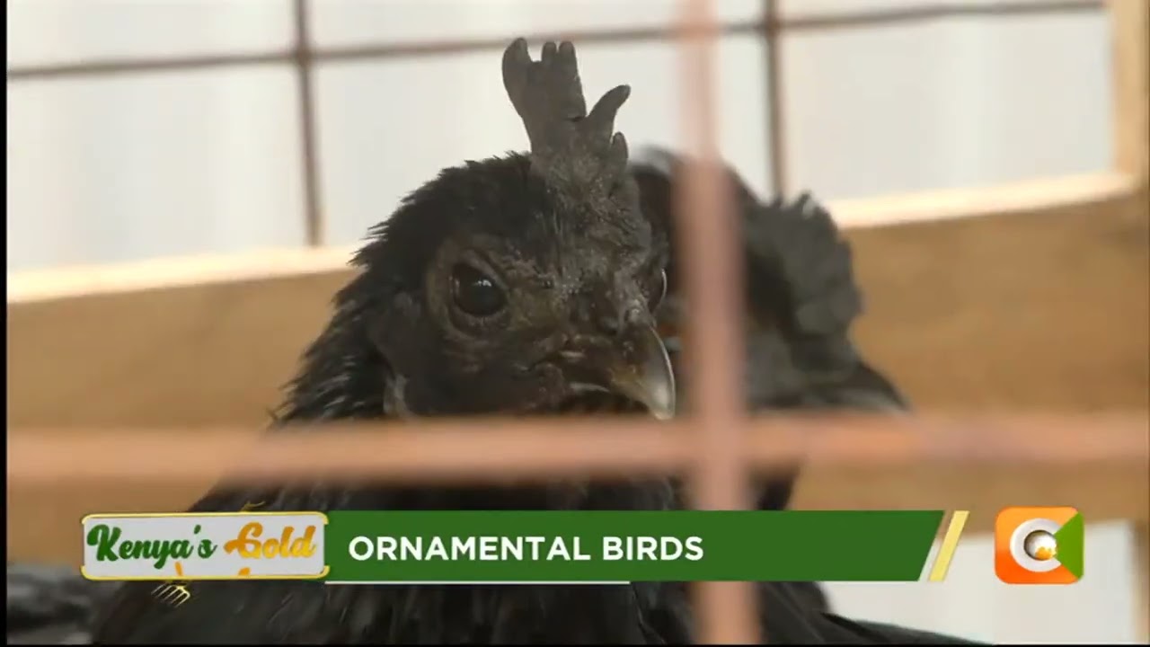 Kenya's Gold | Ornamental Birds - Gold Feature